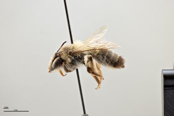 Media type: image;   Entomology 771236 Aspect: habitus lateral view